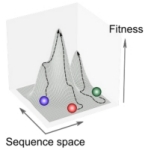 Antimicrobial resistance evolution across genetic backgrounds