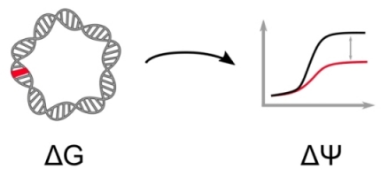 Genotype to phenotype scheme